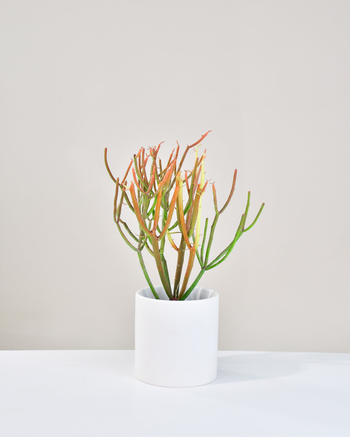 Euphorbia tirucalli « Cactus Crayon »