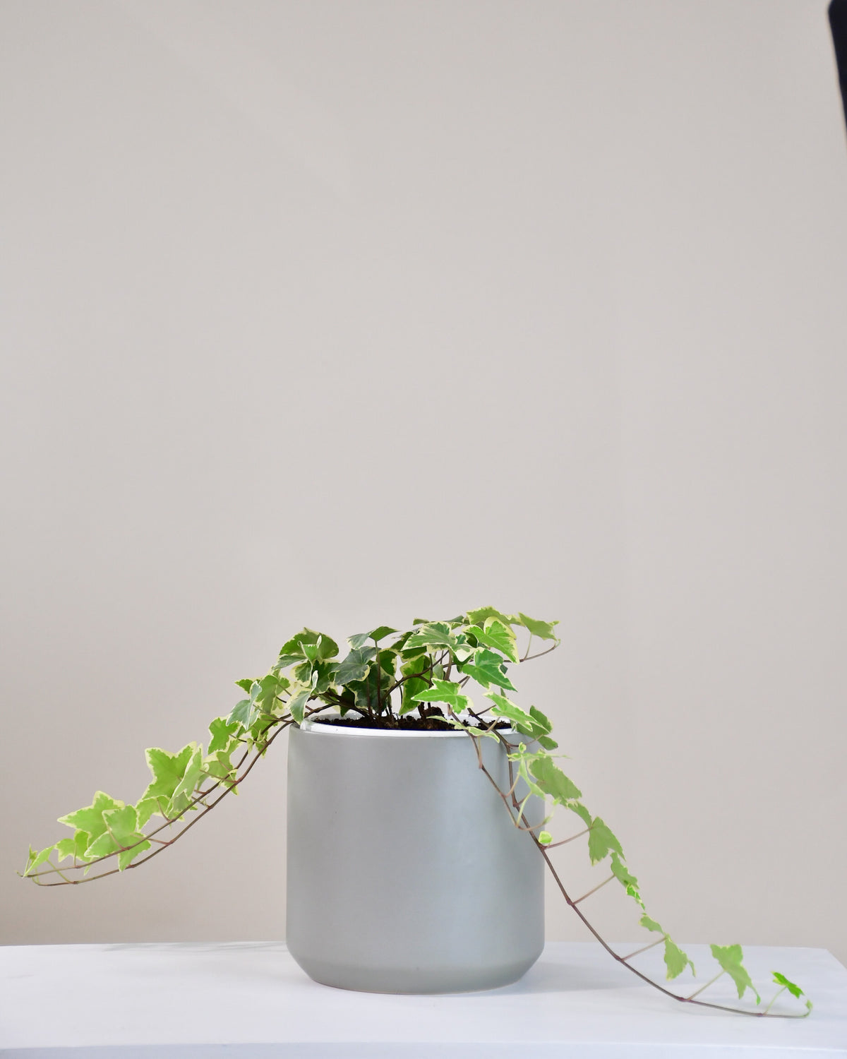 Hedera assorti