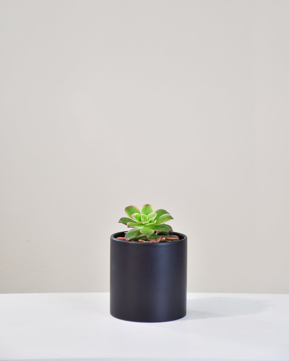 Aeonium haworthii « Kiwi »