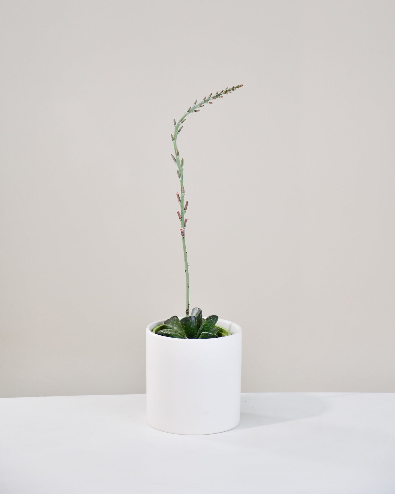 Adromischus