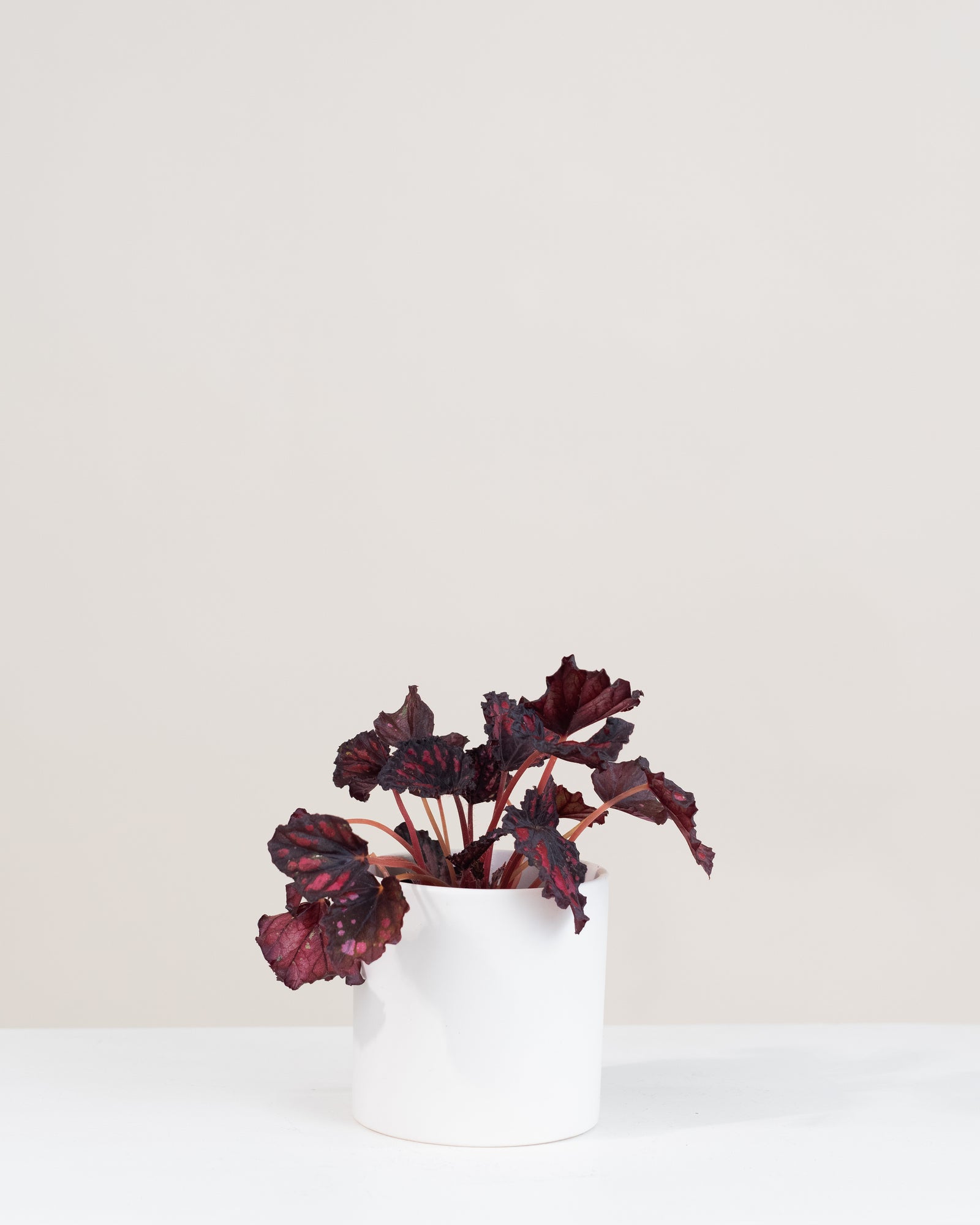 Begonia rex « Rumba »
