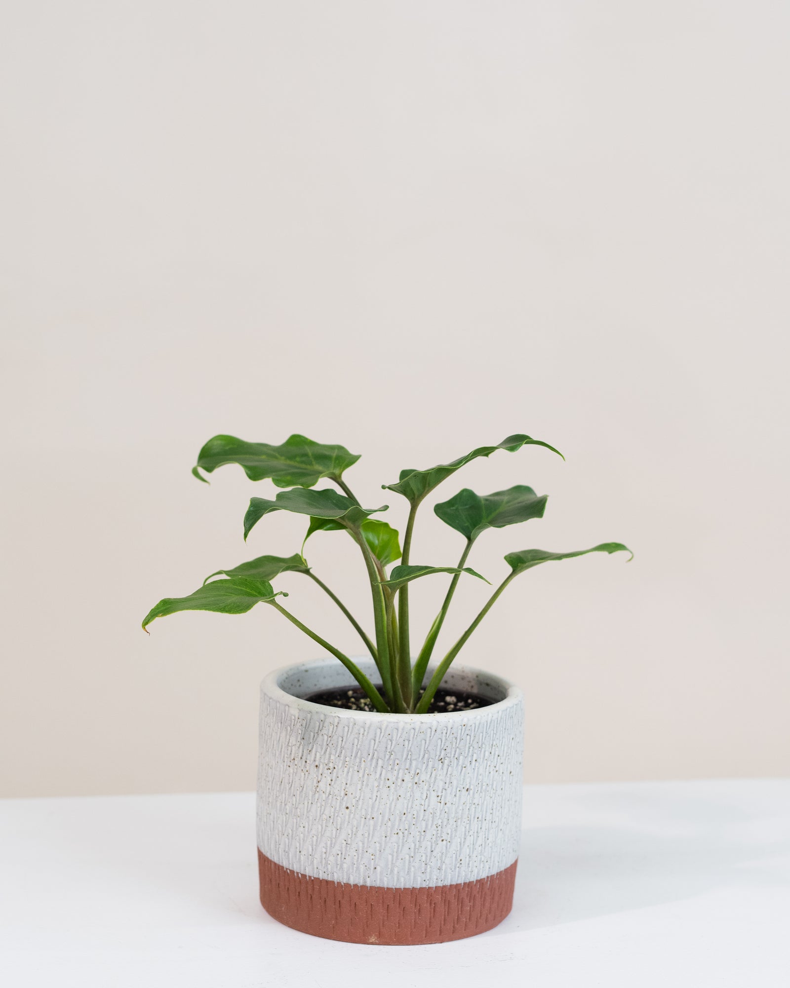 Philodendron « Déjà Vu »