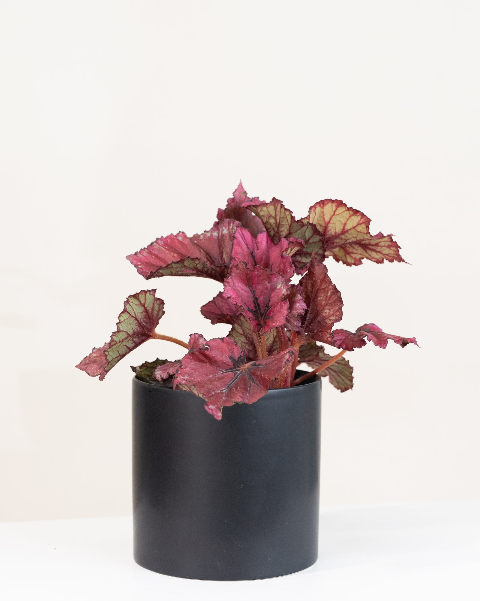 Begonia rex « Red Bull »