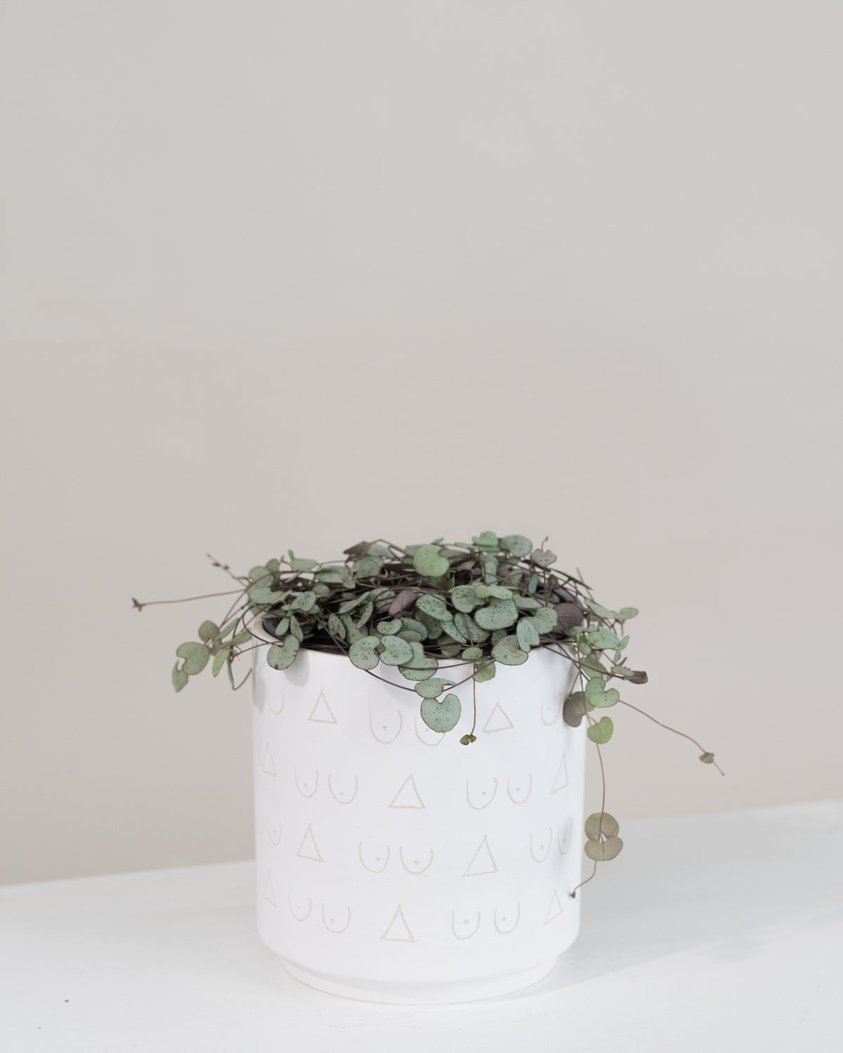 Ceropegia woodi « Silver Glory »