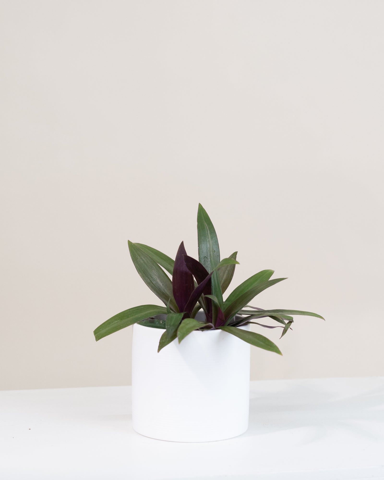 Tradescantia spathacea