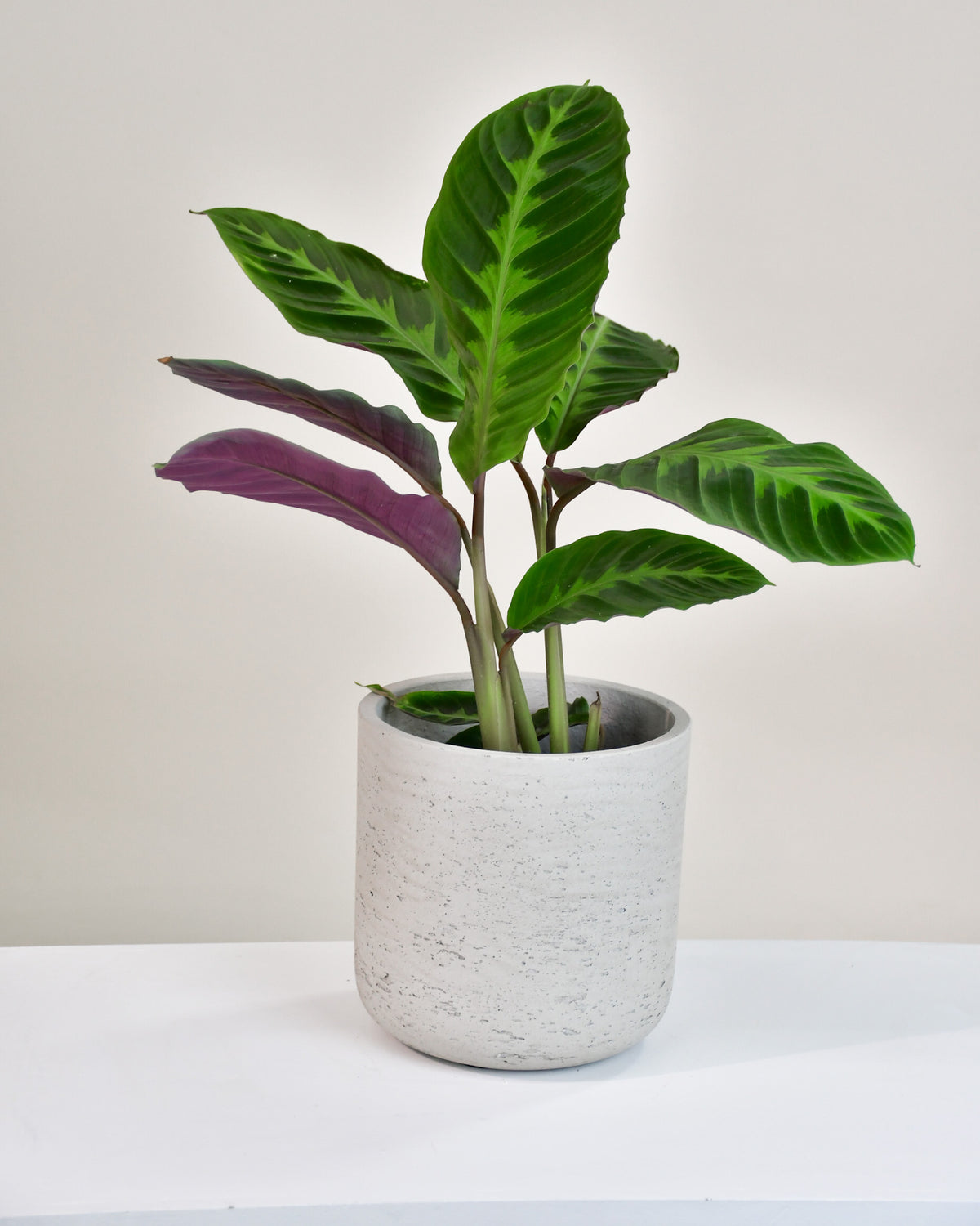 Calathea warscewiczii