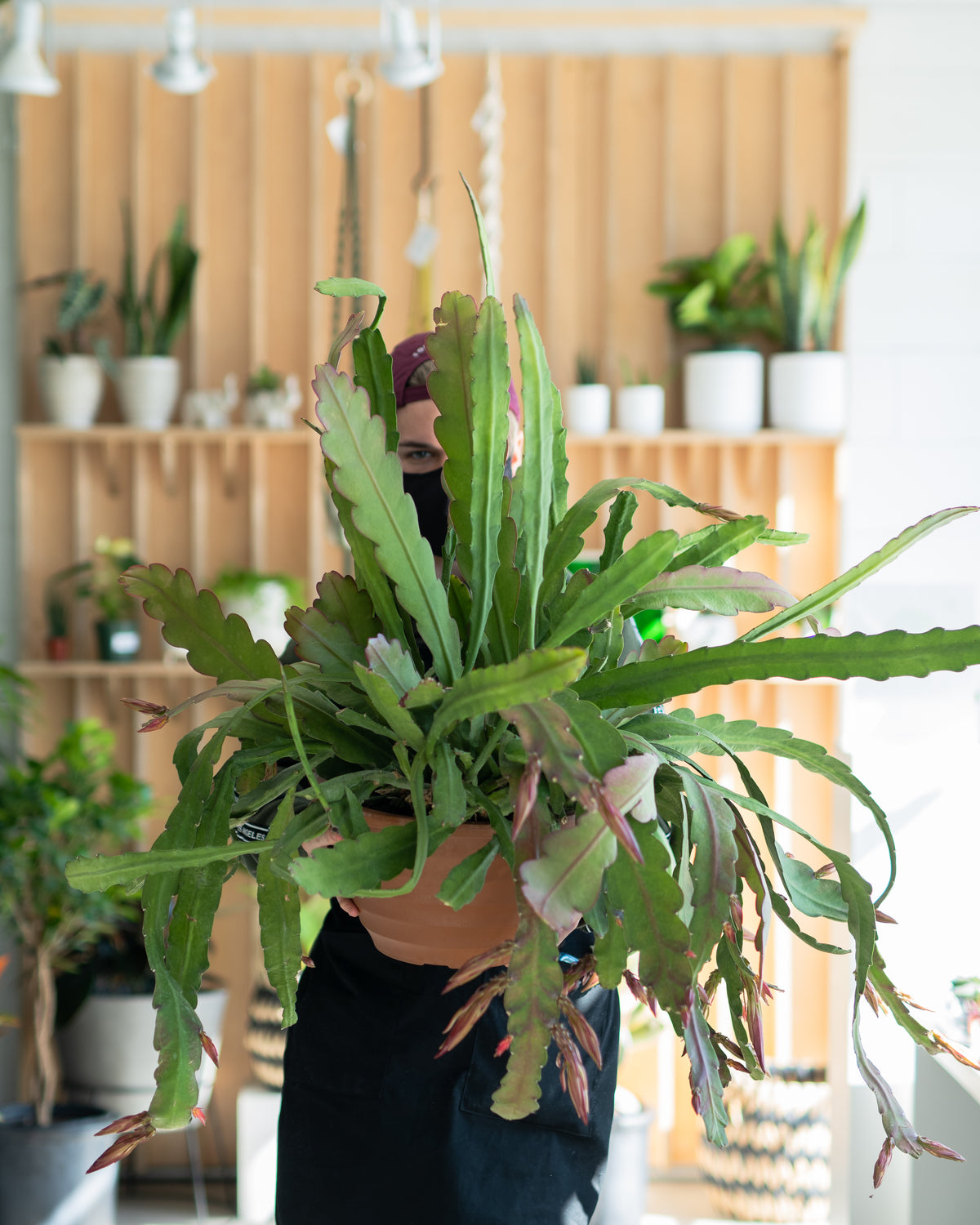 Epiphyllum