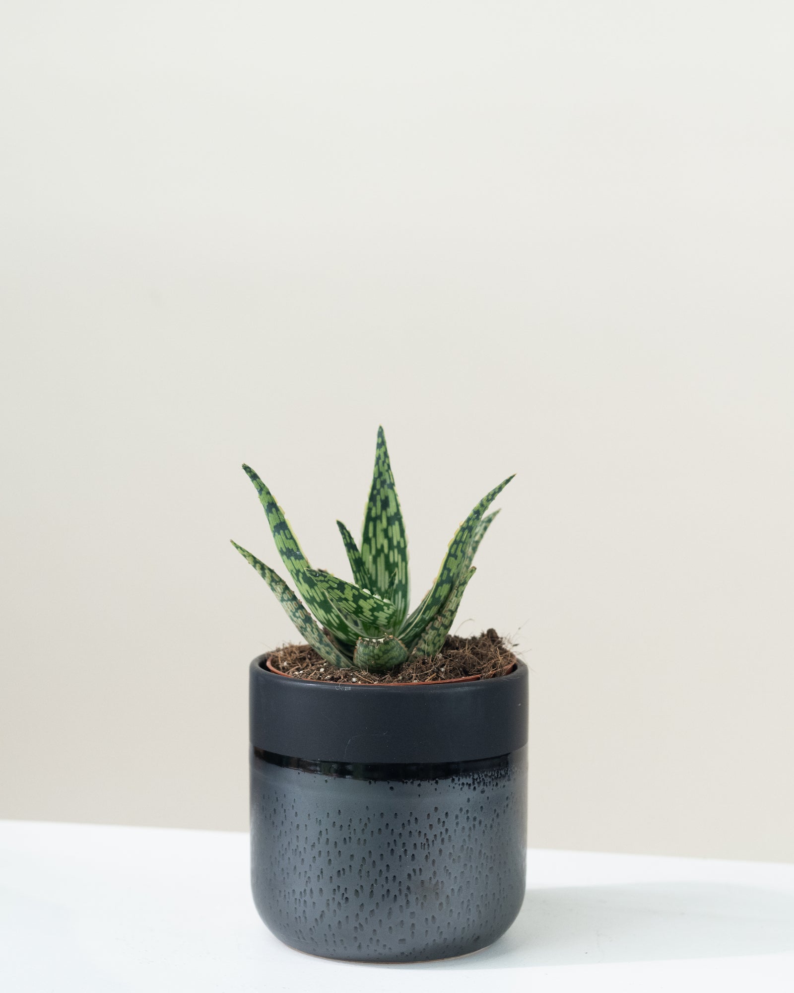 Aloe « Ally »