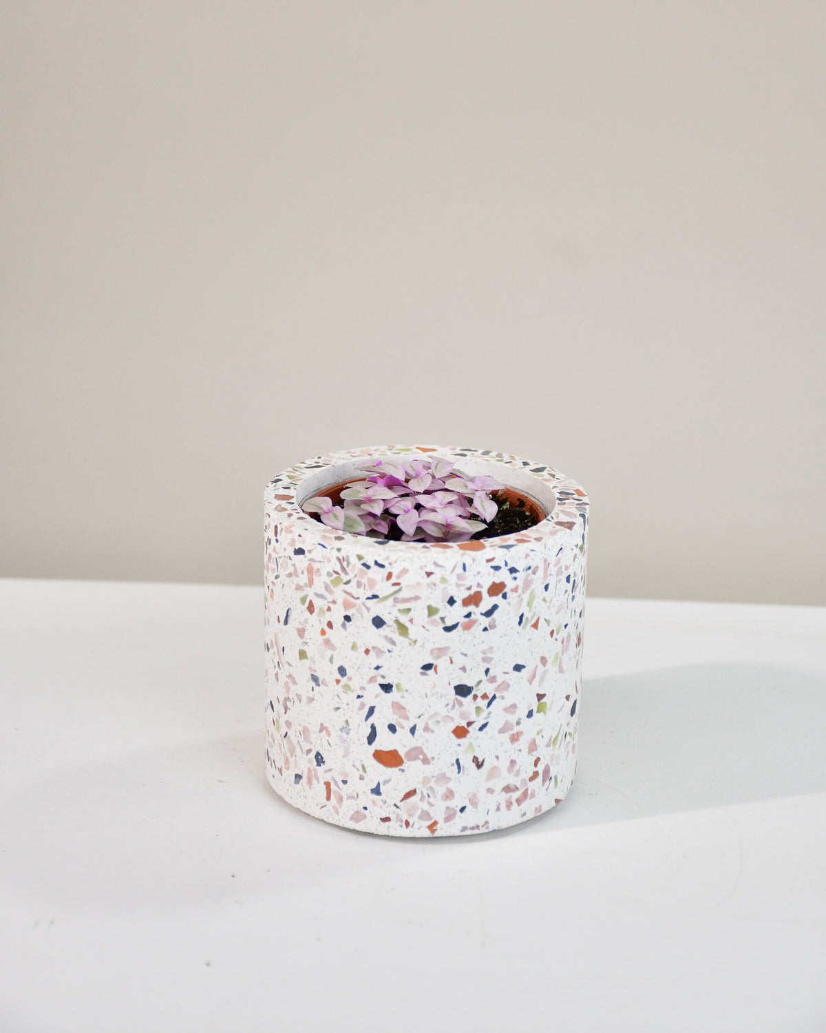 Callisia repens « Pink Lady »