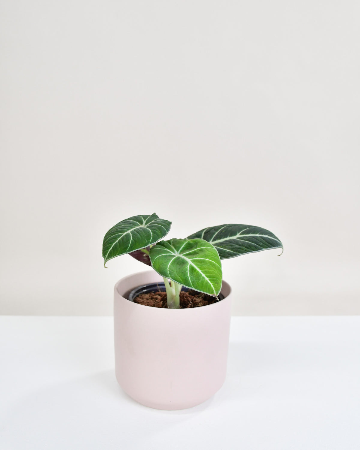 Alocasia « Black Velvet »
