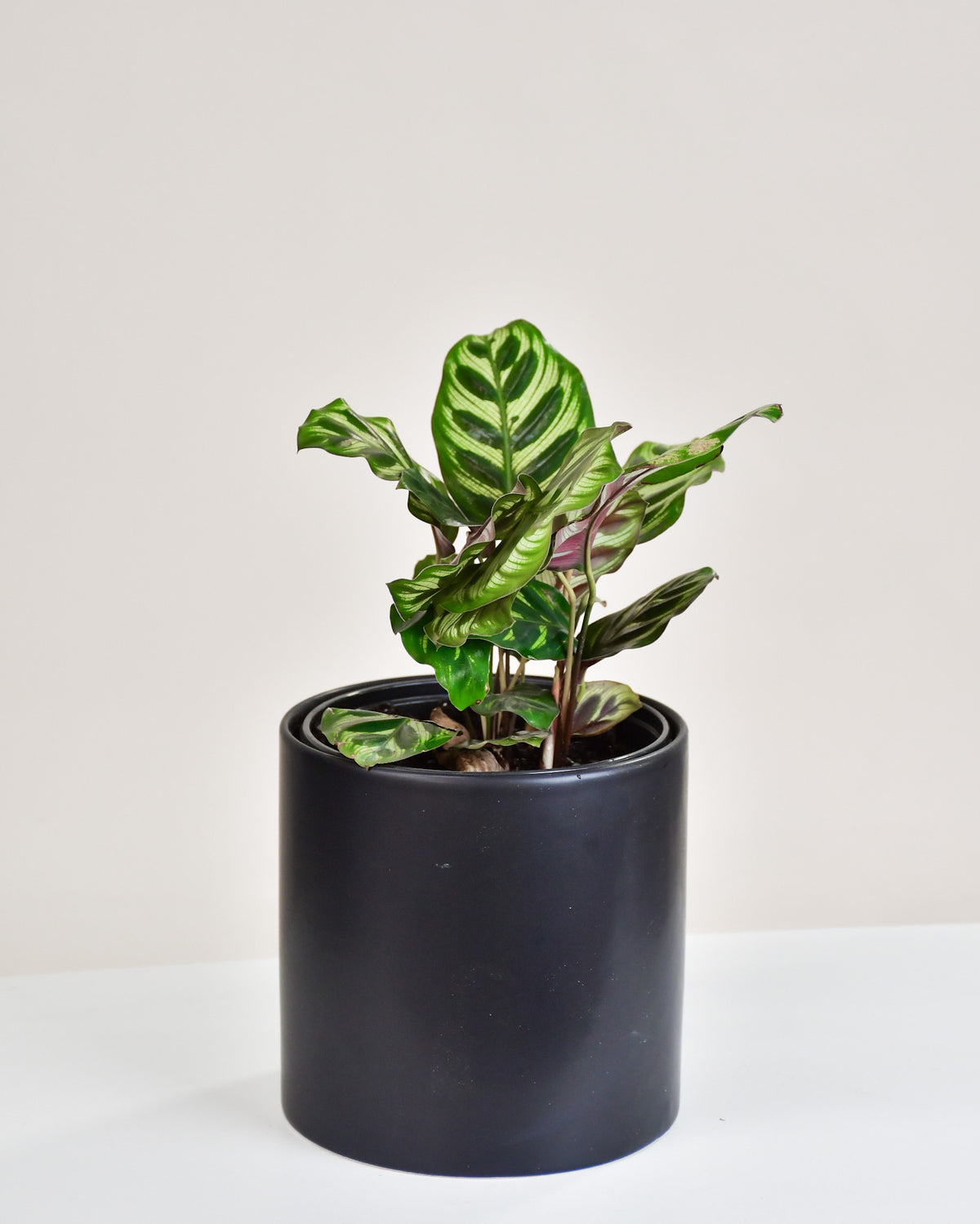 Calathea makoyana