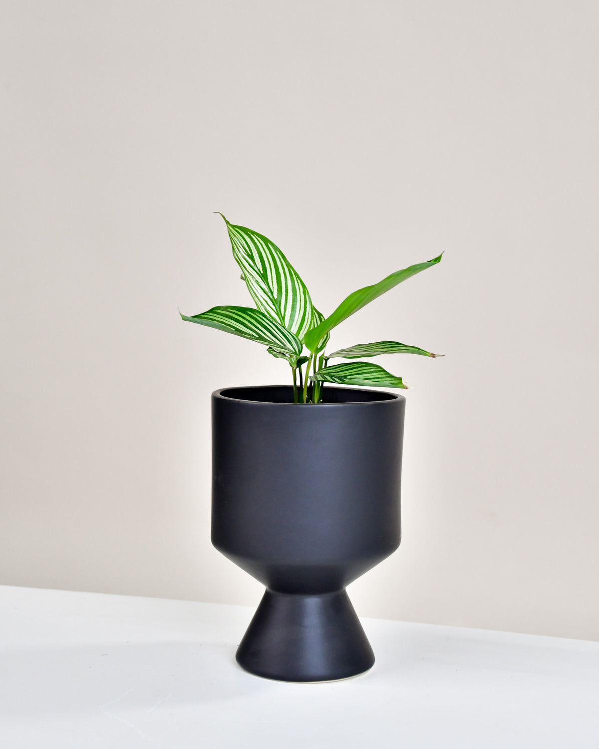 Calathea « Vittata »