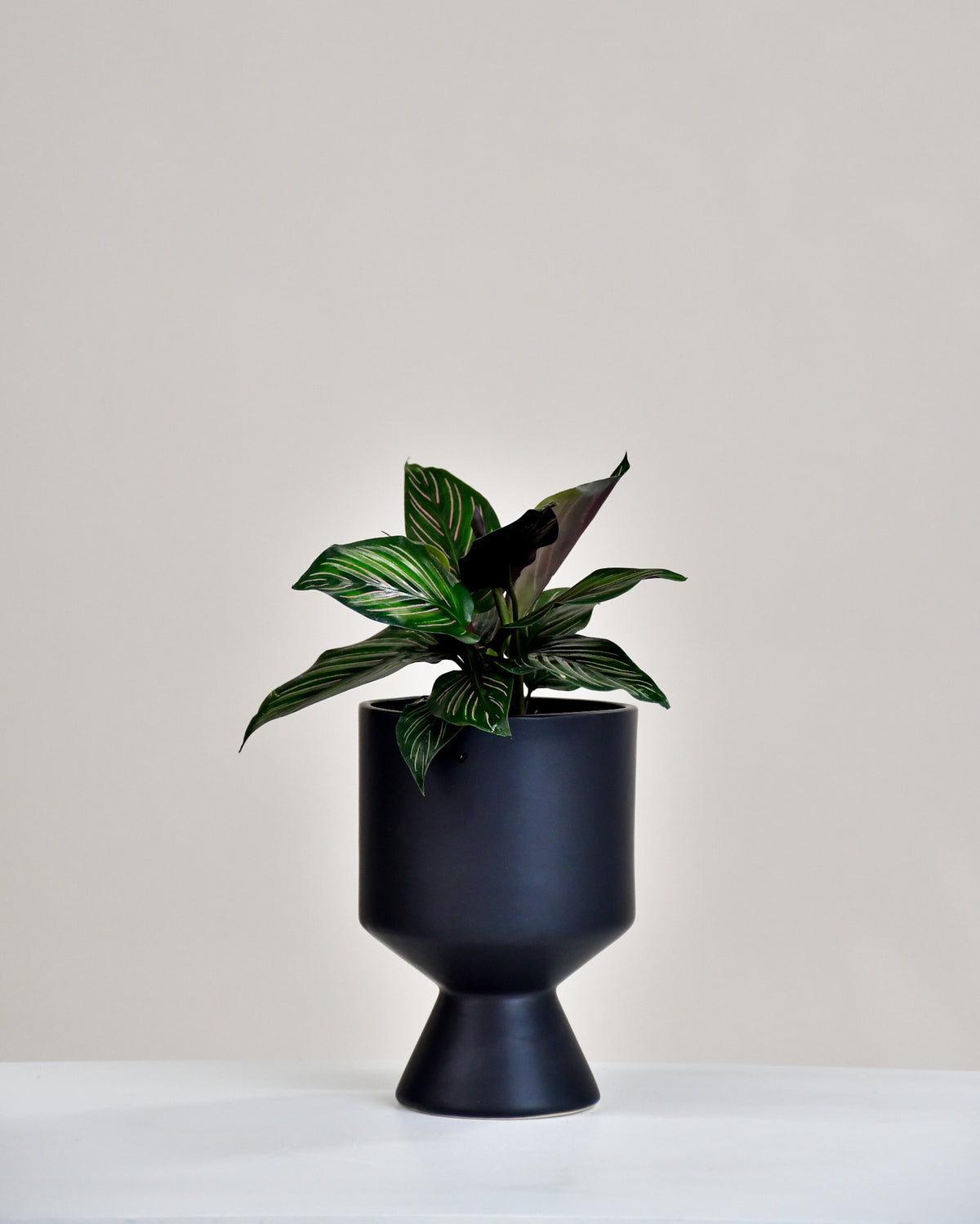 Calathea « Beauty Star »