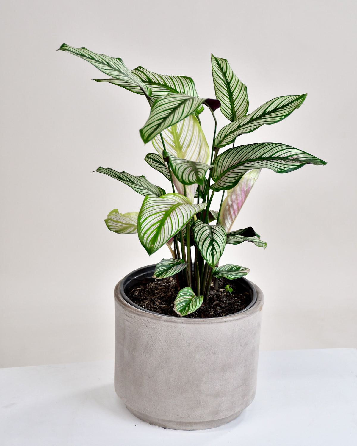 Calathea « White Star »