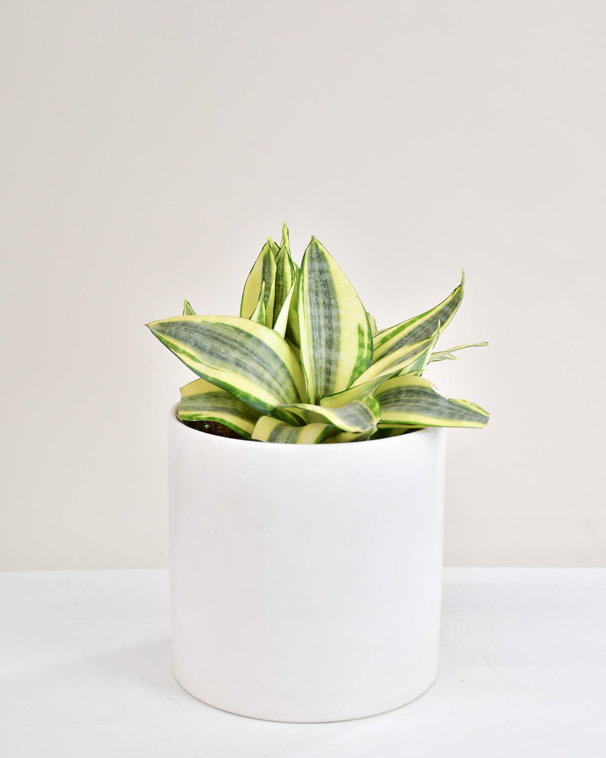 Sansevière trifasciata « Hahnii »