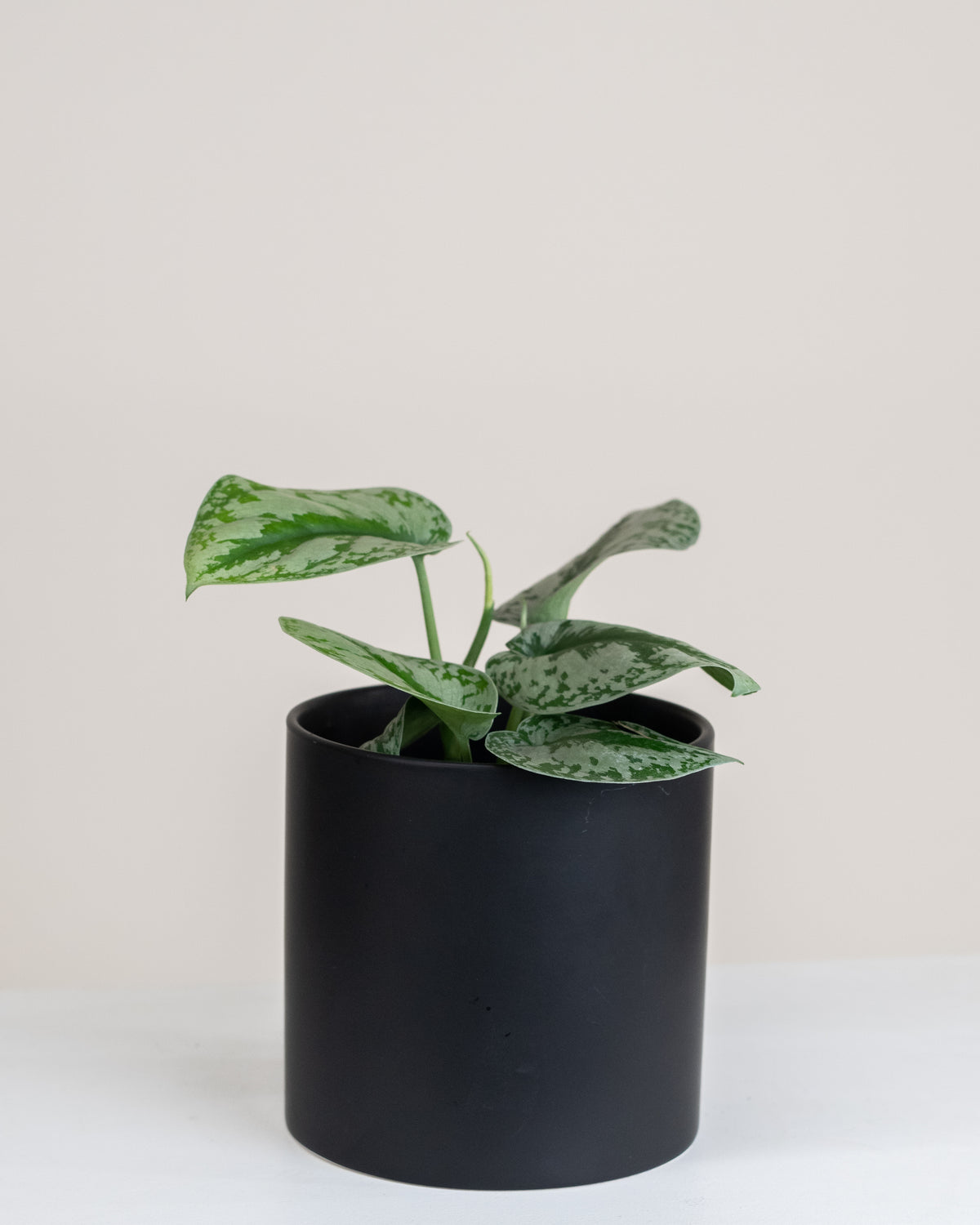 Scindapsus pictus « Exotica »