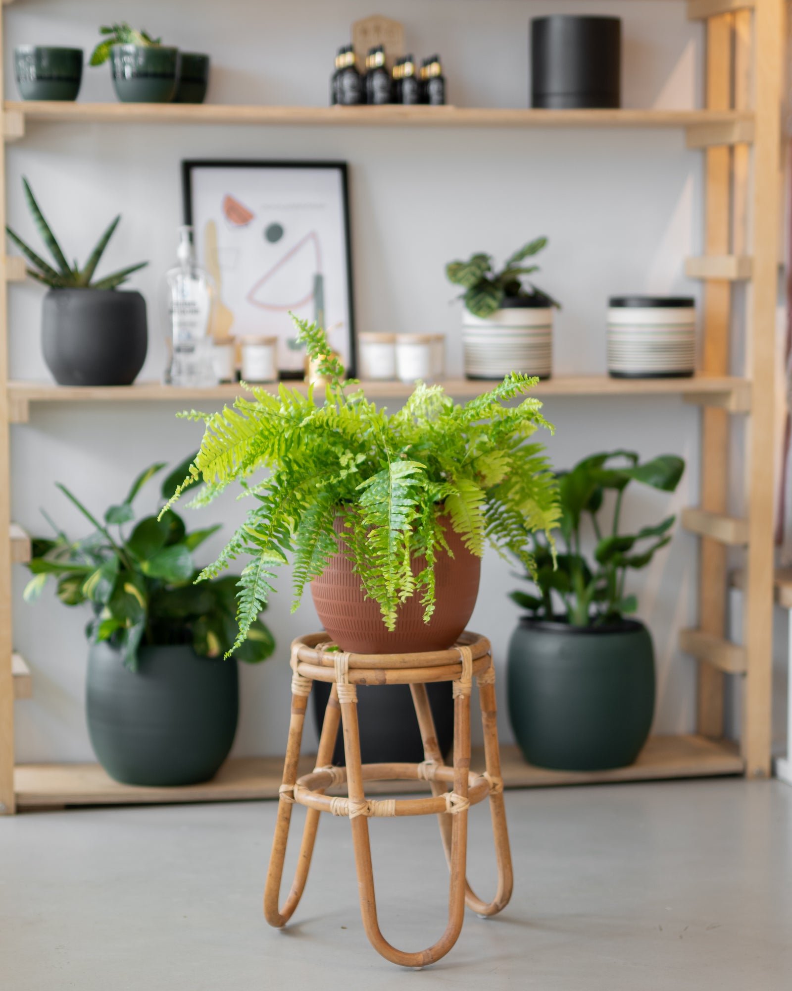 Nephrolepis exaltata « Tiger Fern »