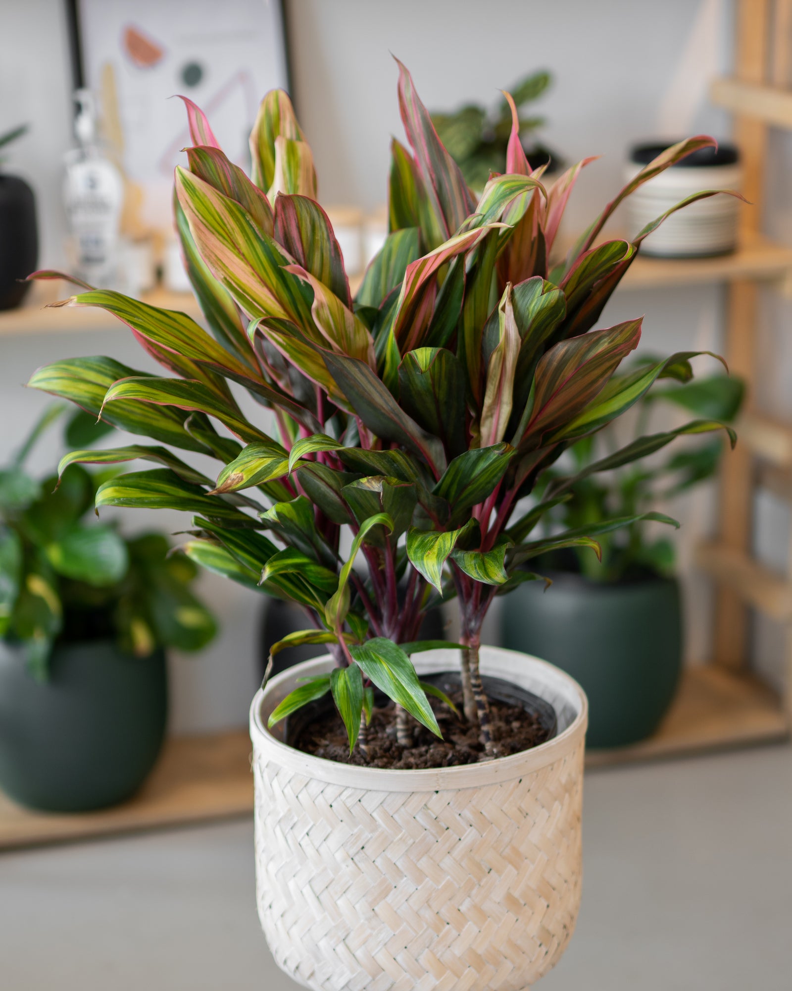 Cordyline fructicosa « Harlequin »