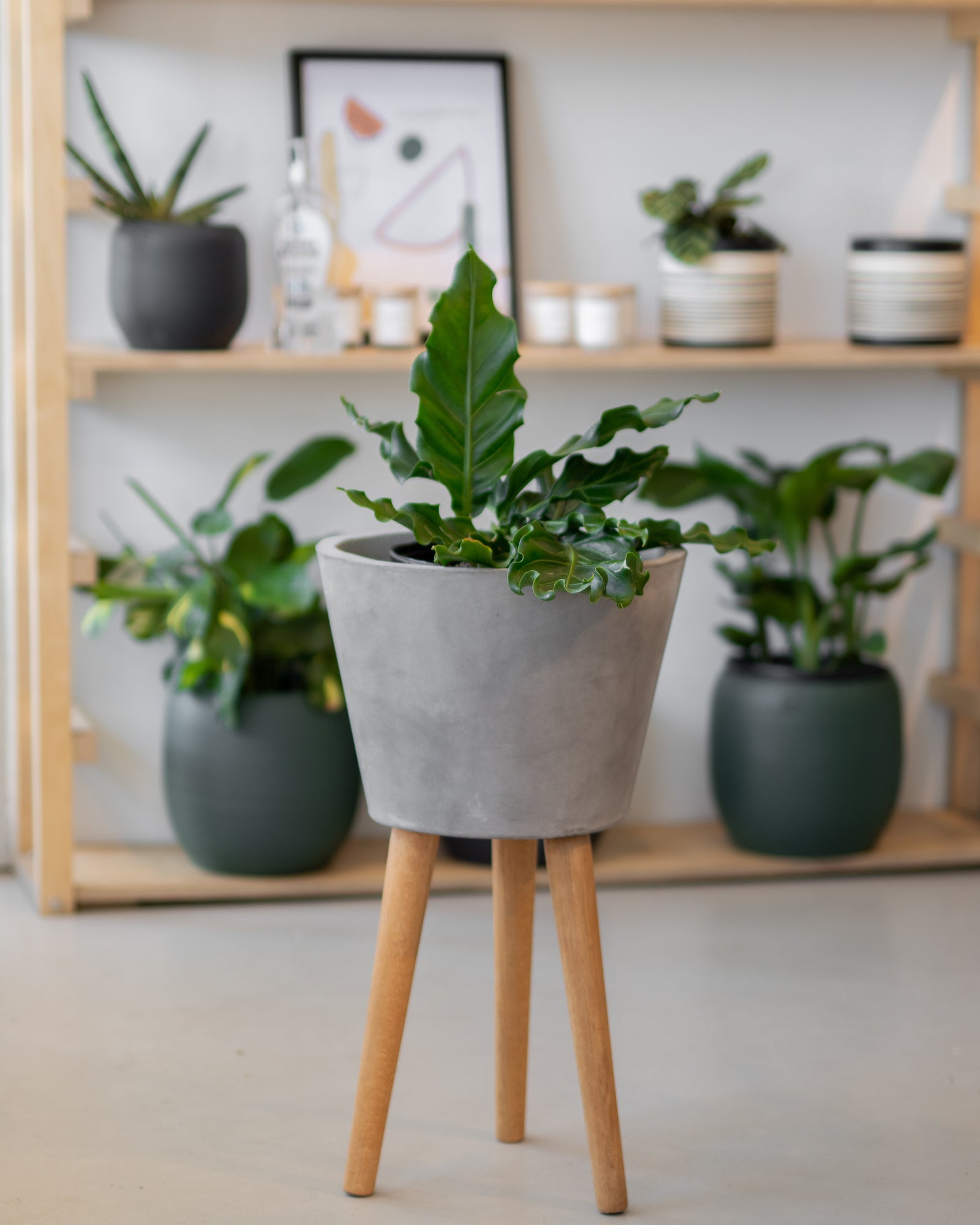 Anthurium salvinii « Birds Nest Ruffle »