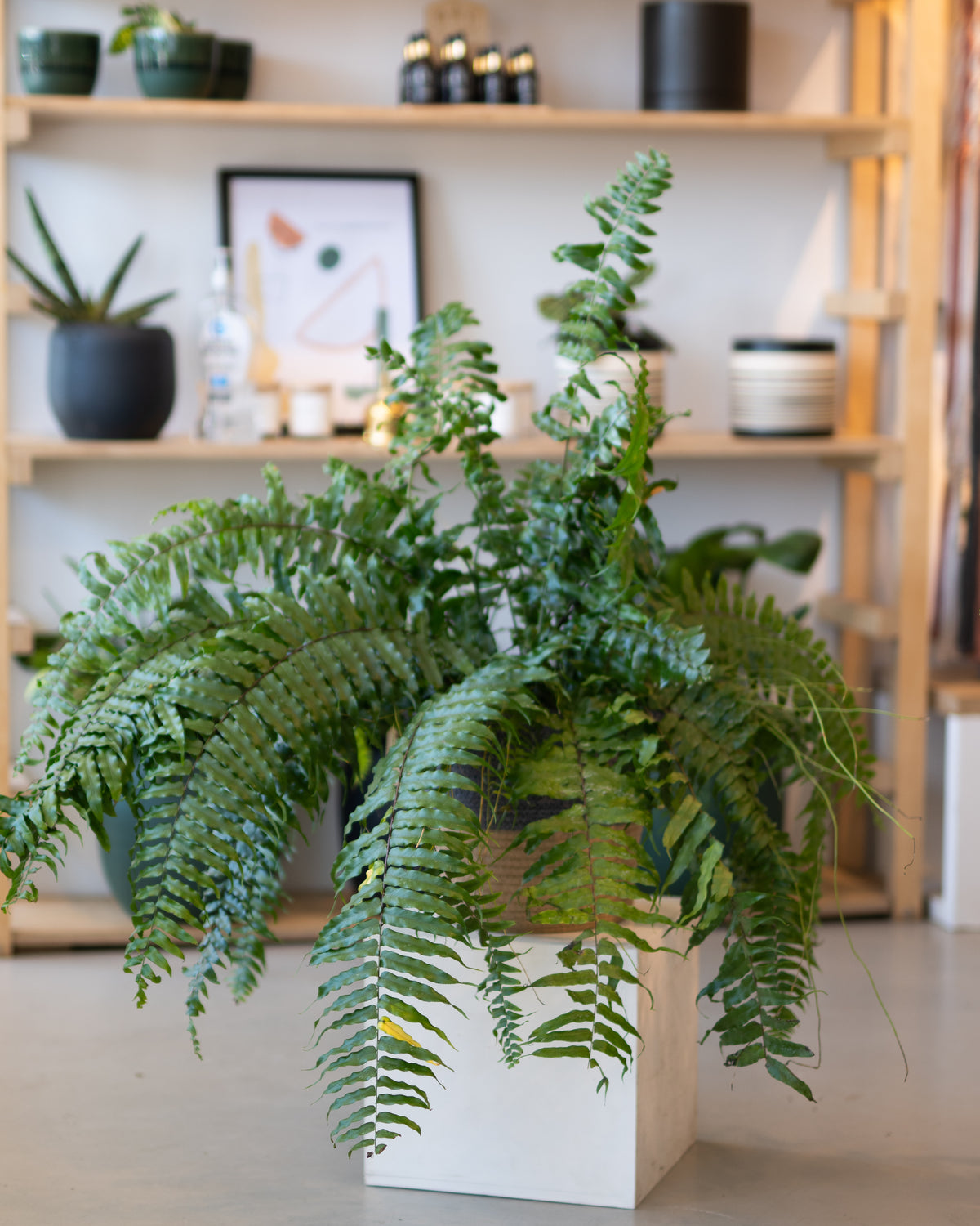 Nephrolepis biserrata « Macho »