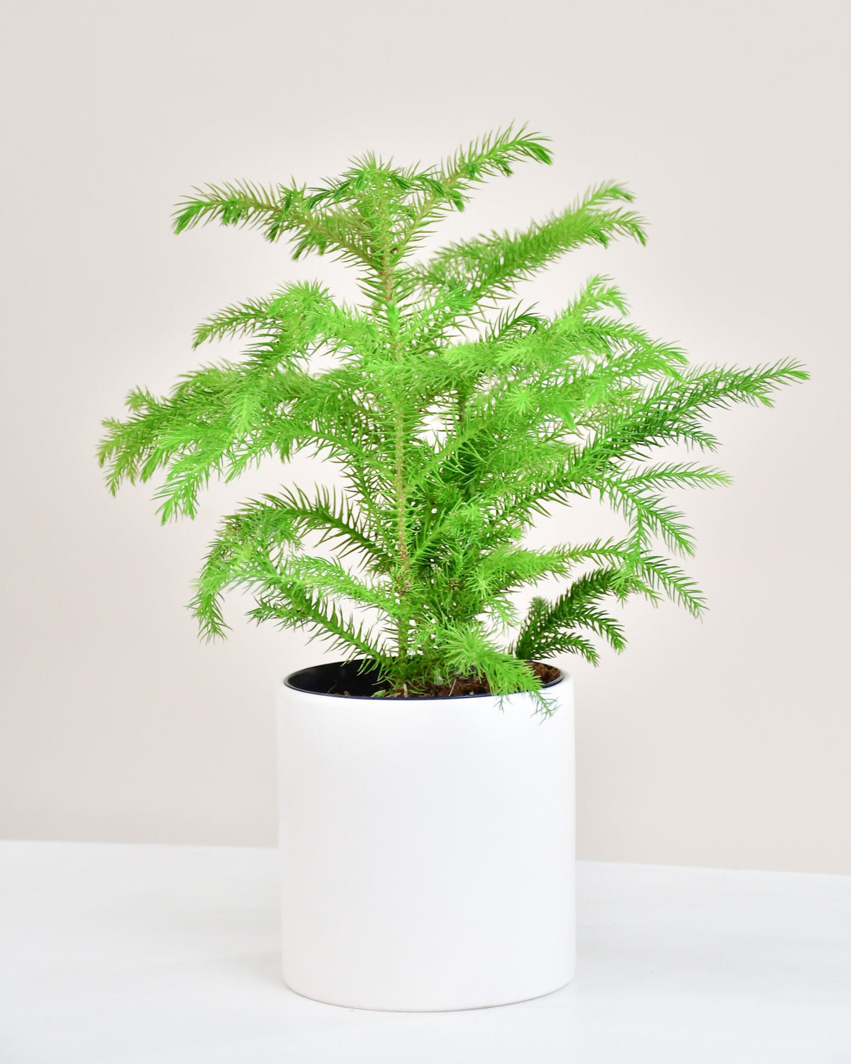 Araucaria « Pin de Norfolk »