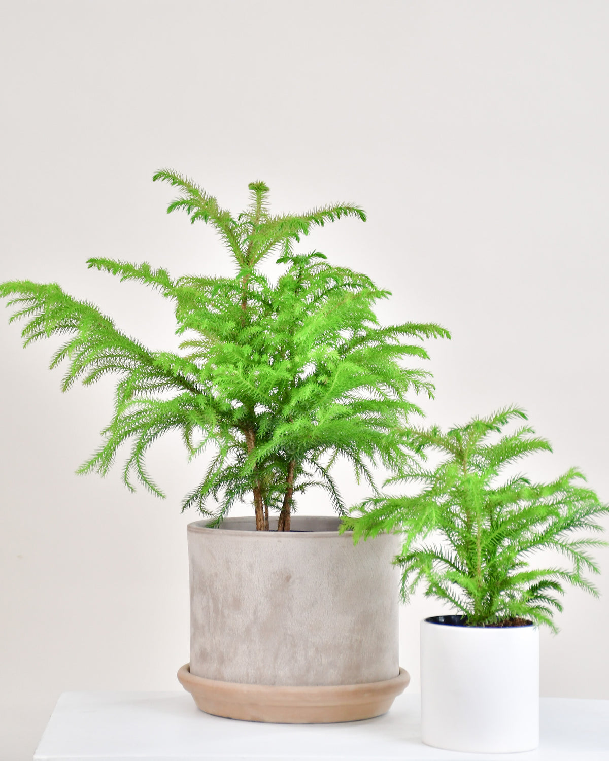 Araucaria « Pin de Norfolk »