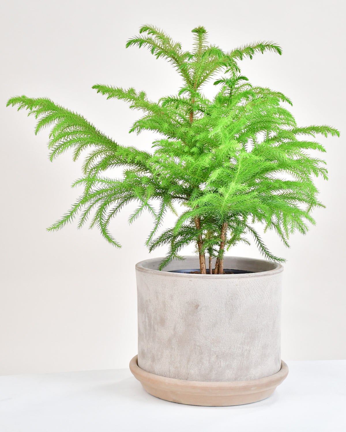 Araucaria « Pin de Norfolk »