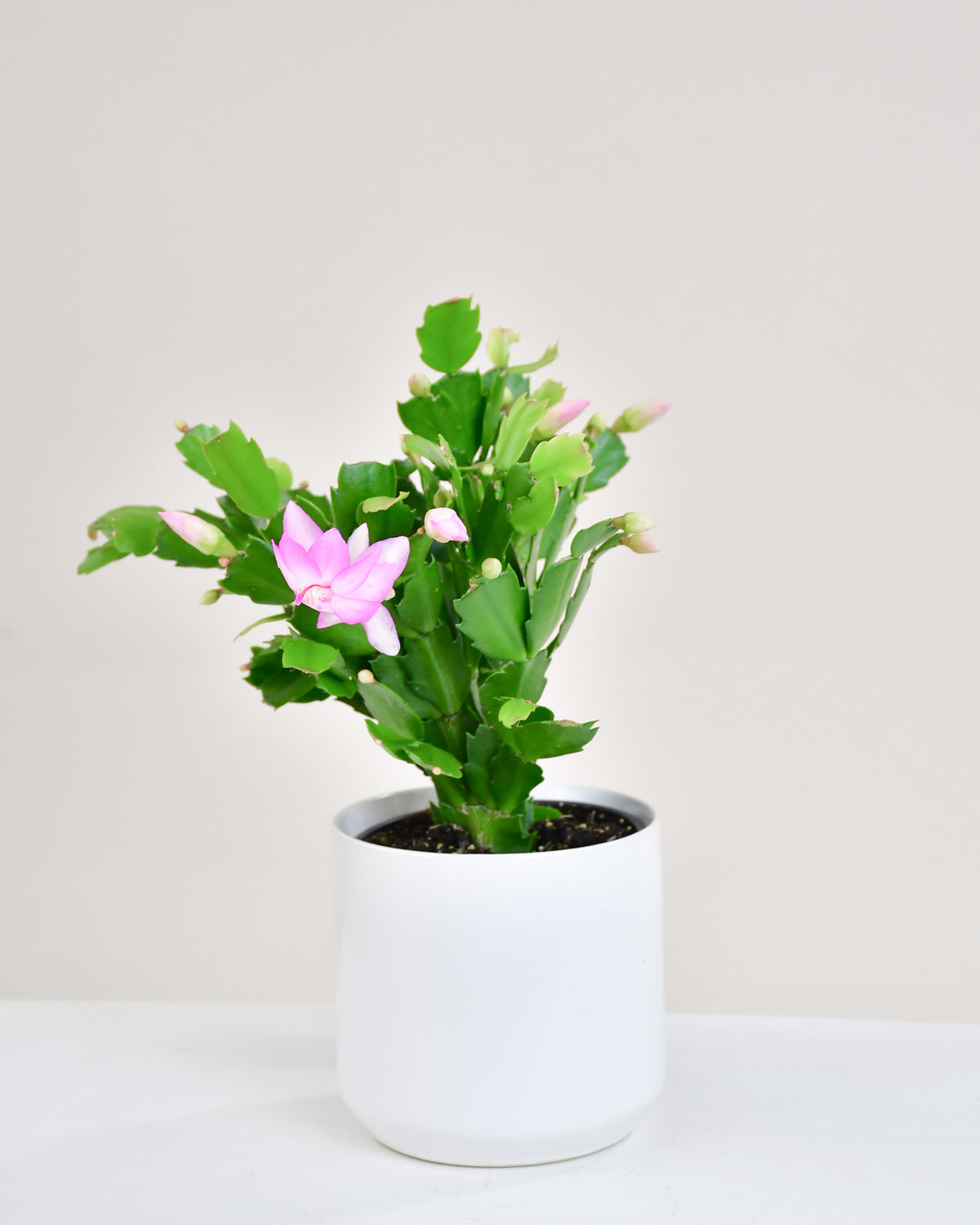 Schlumbergera « cactus de Noël »