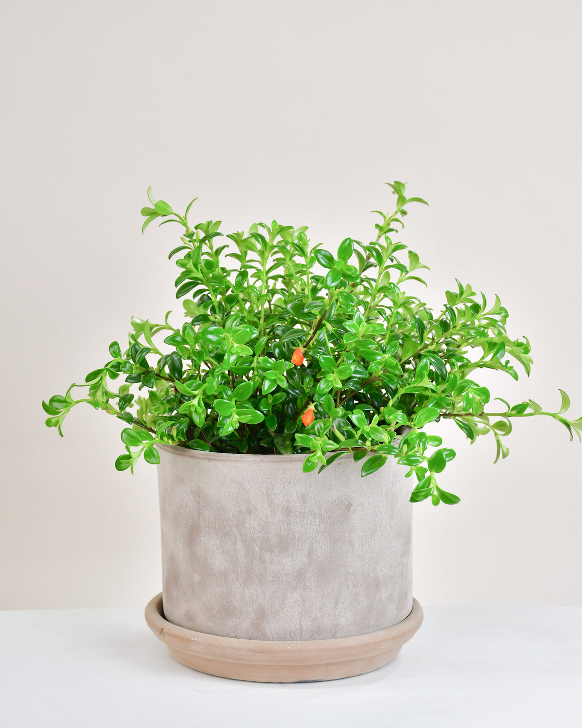 Nematanthus nervosus