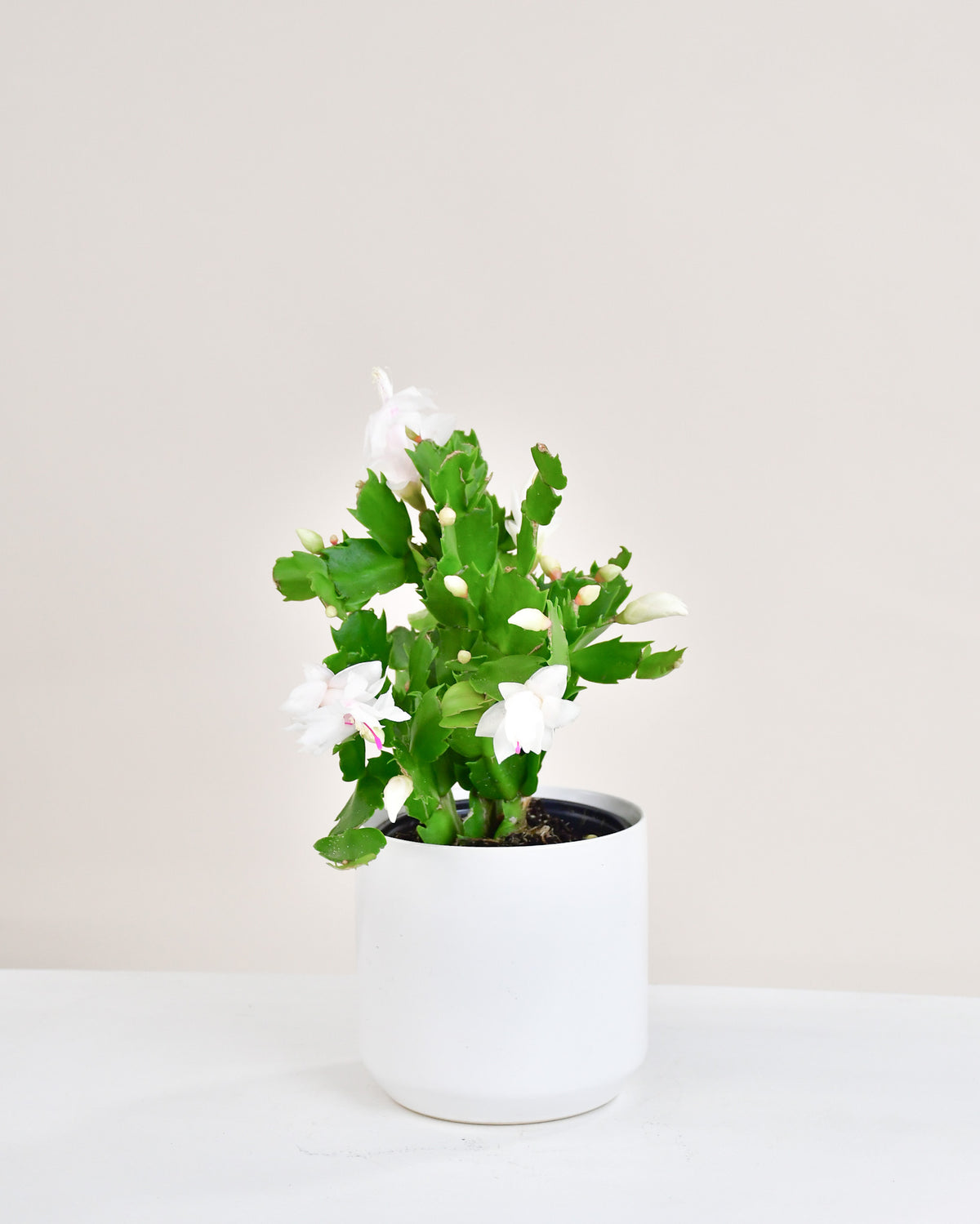 Schlumbergera « cactus de Noël »