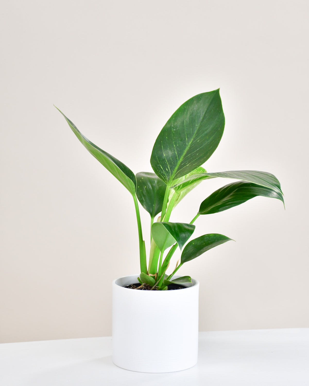Philodendron Birkin
