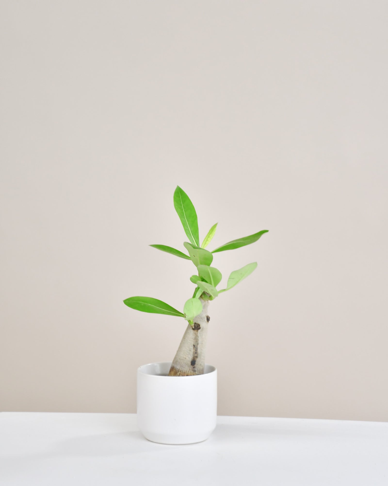 Adenium  « Rose du Désert »