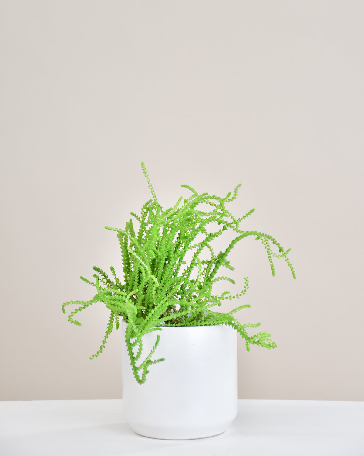 Crassula muscosa