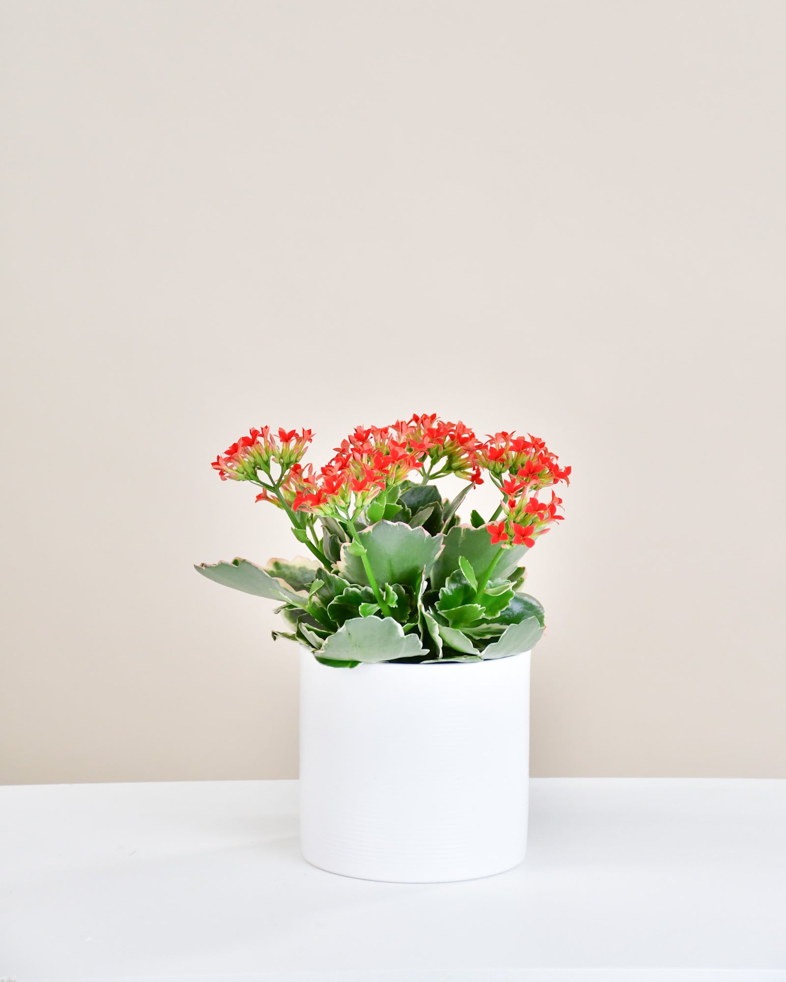 Kalanchoe blossfeldiana « Kandy Kane »