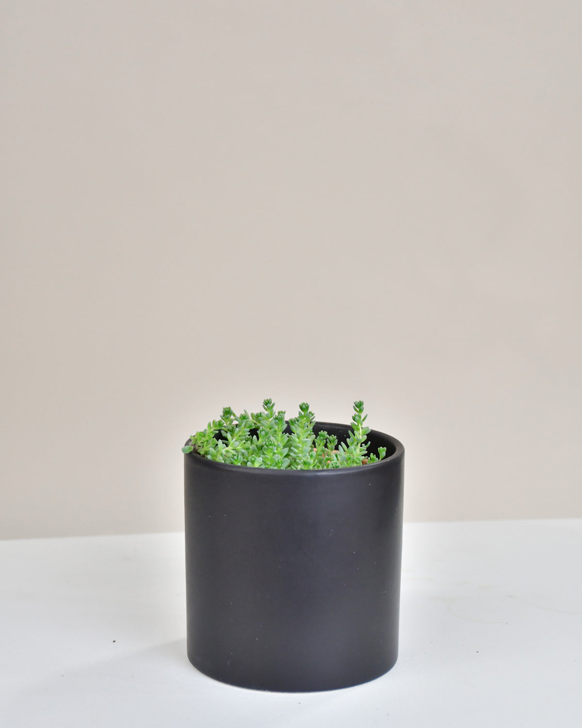 Sedum dasyphyllum major