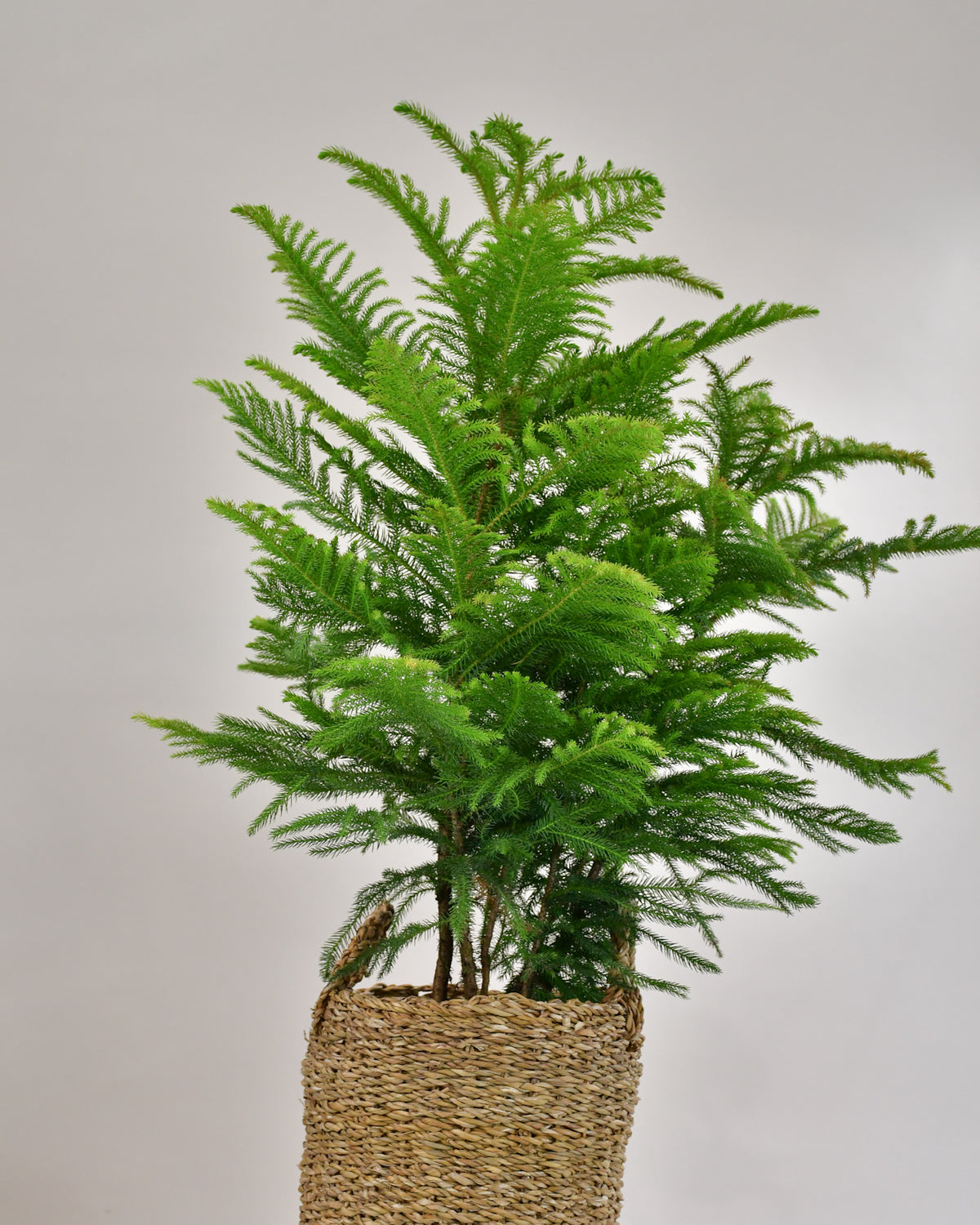 Araucaria « Pin de Norfolk »