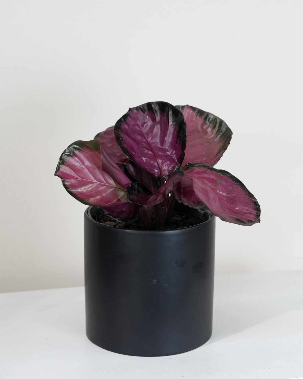 Calathea roseopicta « Rosy »