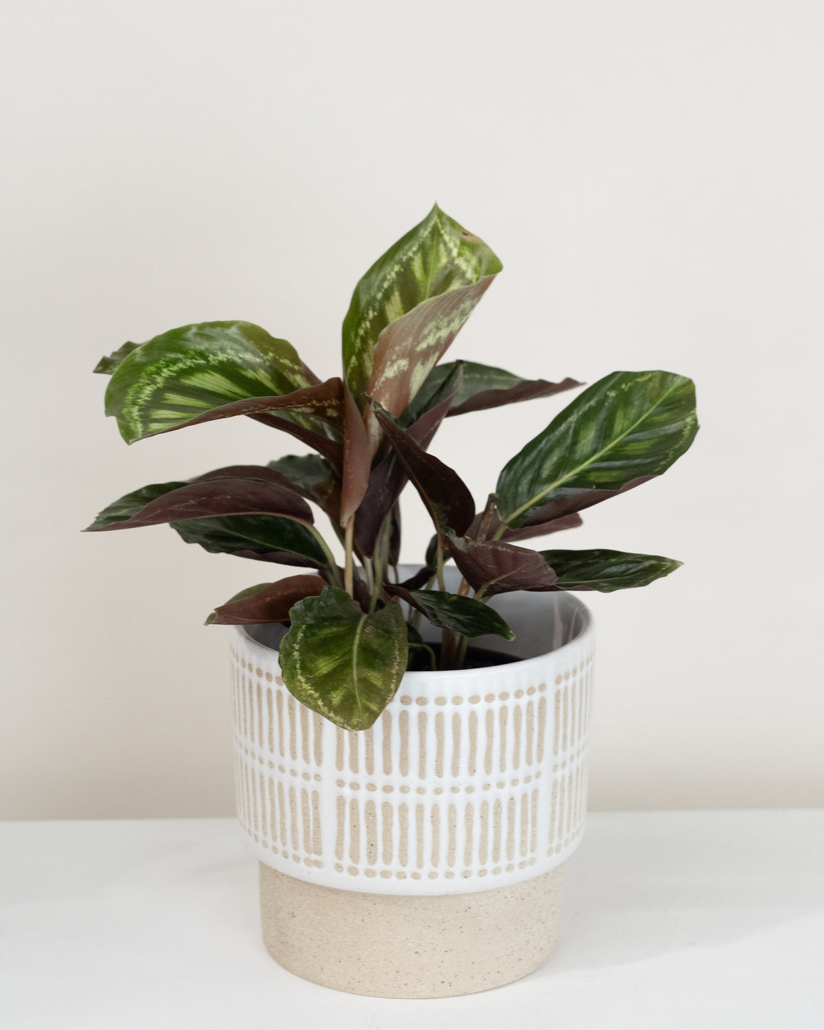 Calathea « Flame Star »