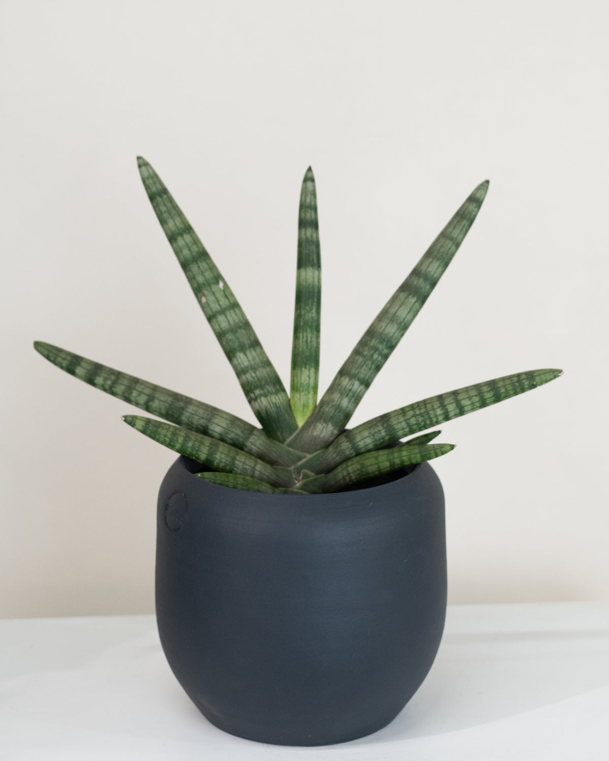 Sansevière cylindrica « Boncel »