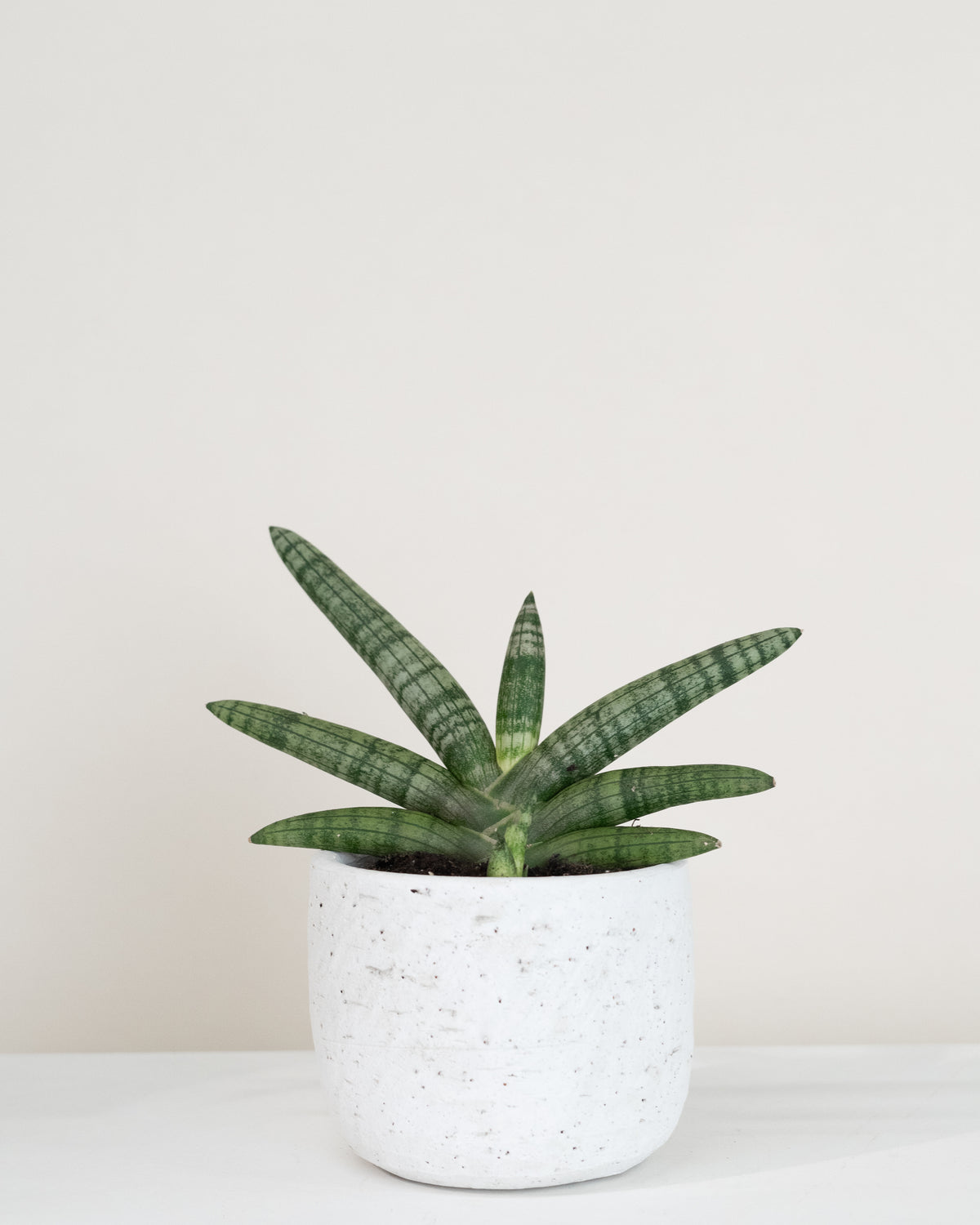 Sansevière cylindrica « Boncel »