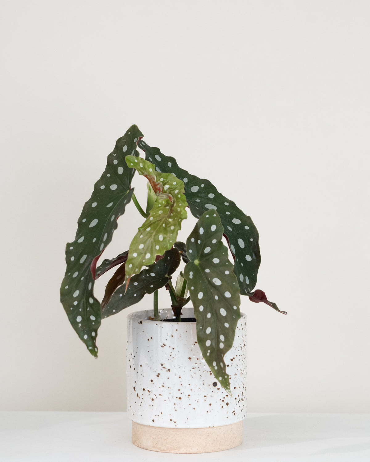 Begonia maculata