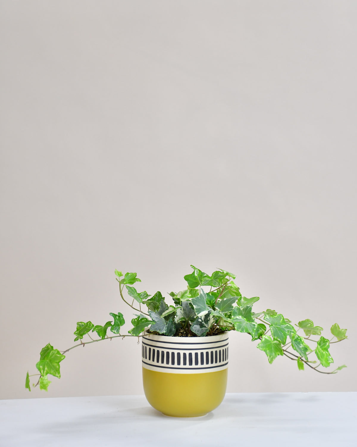Hedera assorti
