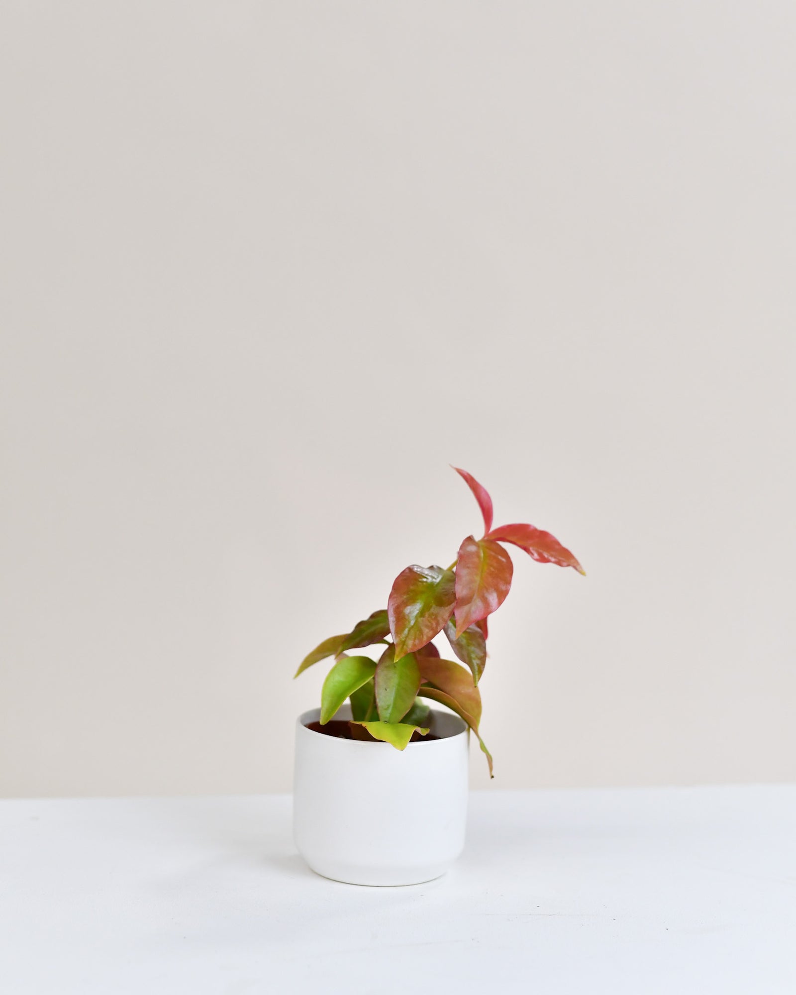 Pereskia aculeata « Godseffiana »