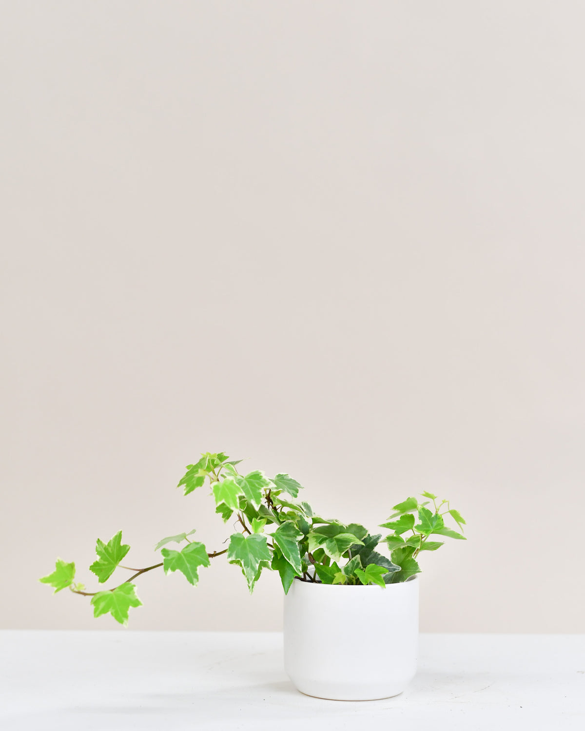 Hedera assorti
