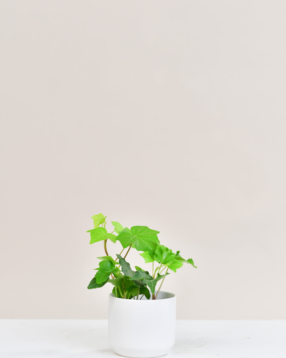 Hedera assorti