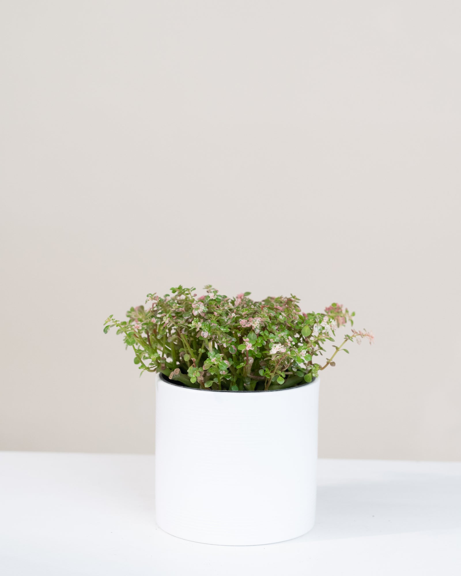 Pilea microphylla « Variegata »