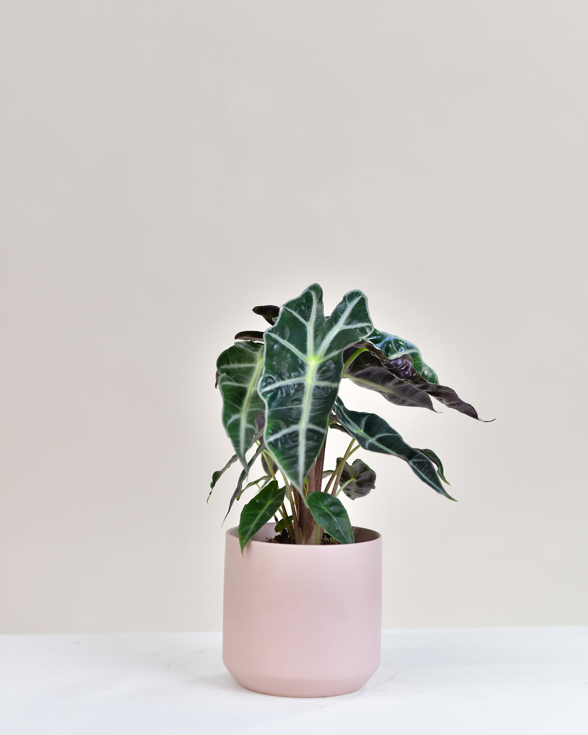 Alocasia Amazonica « Polly »