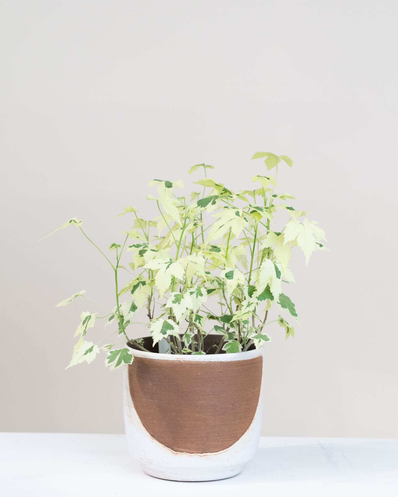 Abutilon « Variegata »