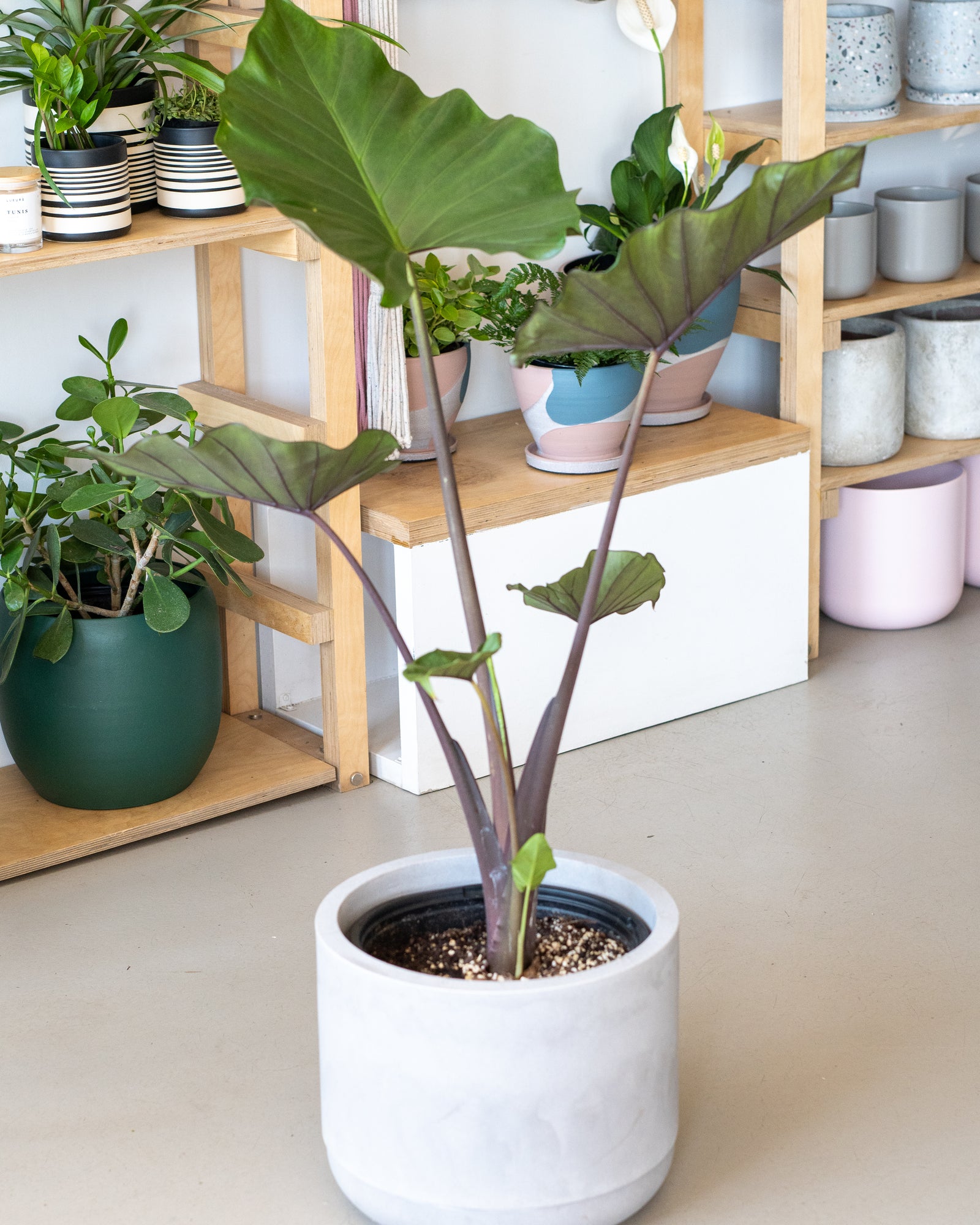 Alocasia ass.