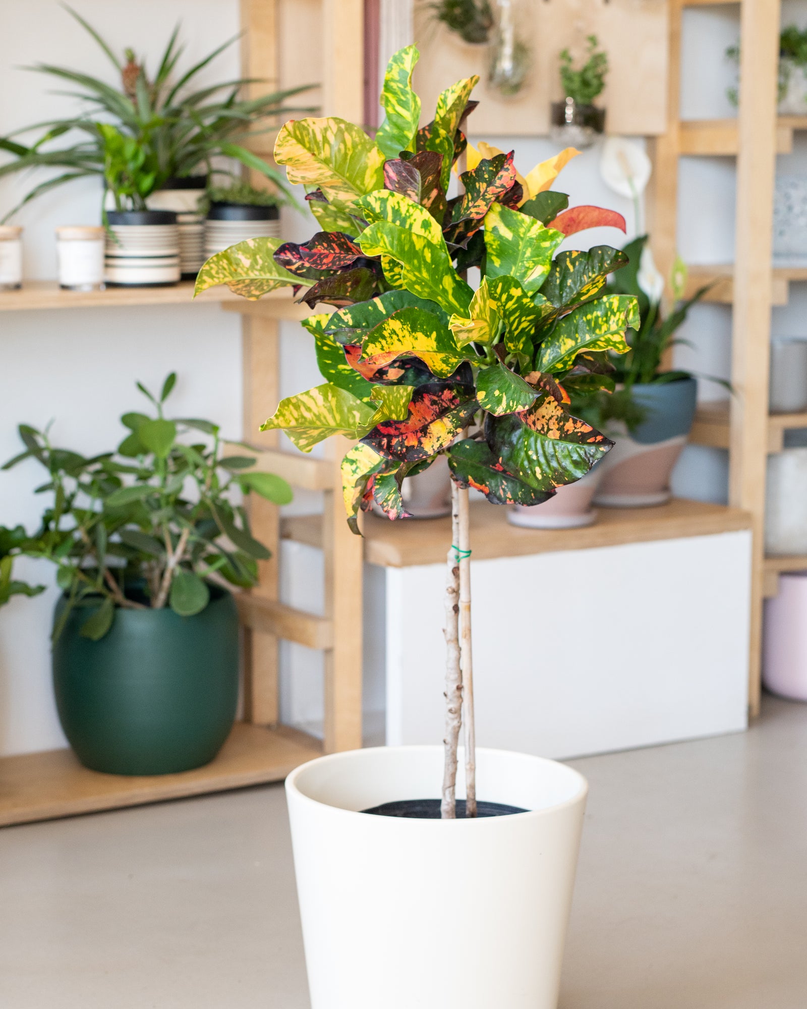 Codiaeum « Arbre »